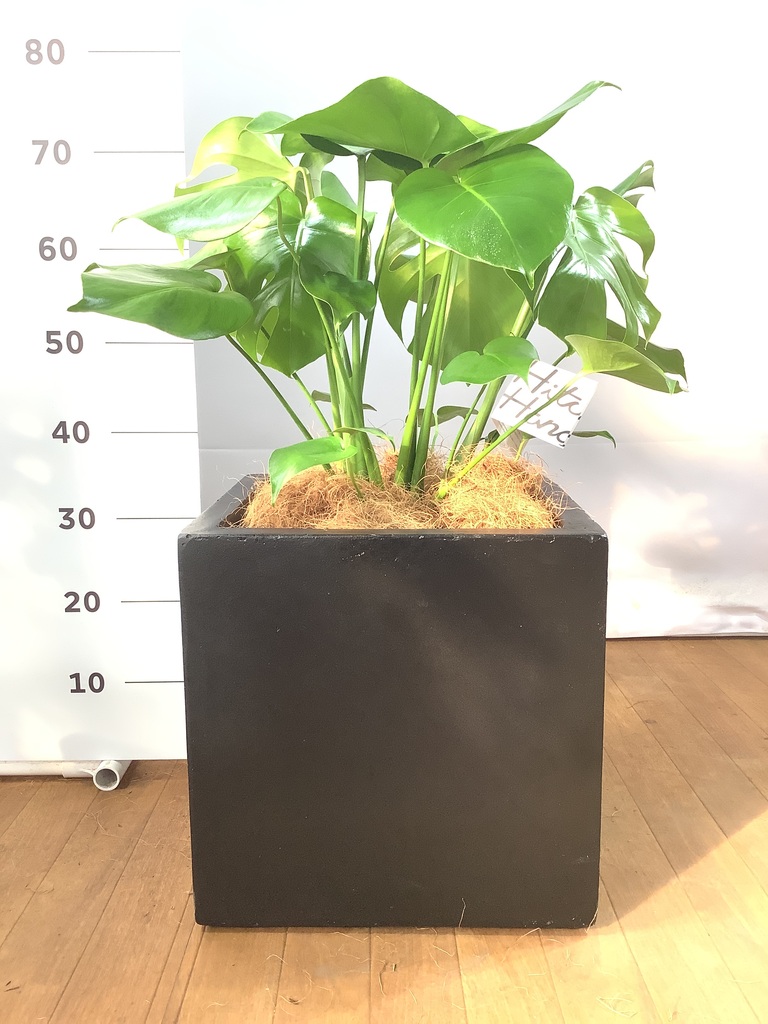 観葉植物 モンステラ 8号 ボサ造り ベータ キューブプランター ウッド