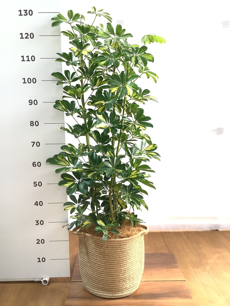 観葉植物 カポック（シェフレラ） 8号 斑入り リブバスケットNatural