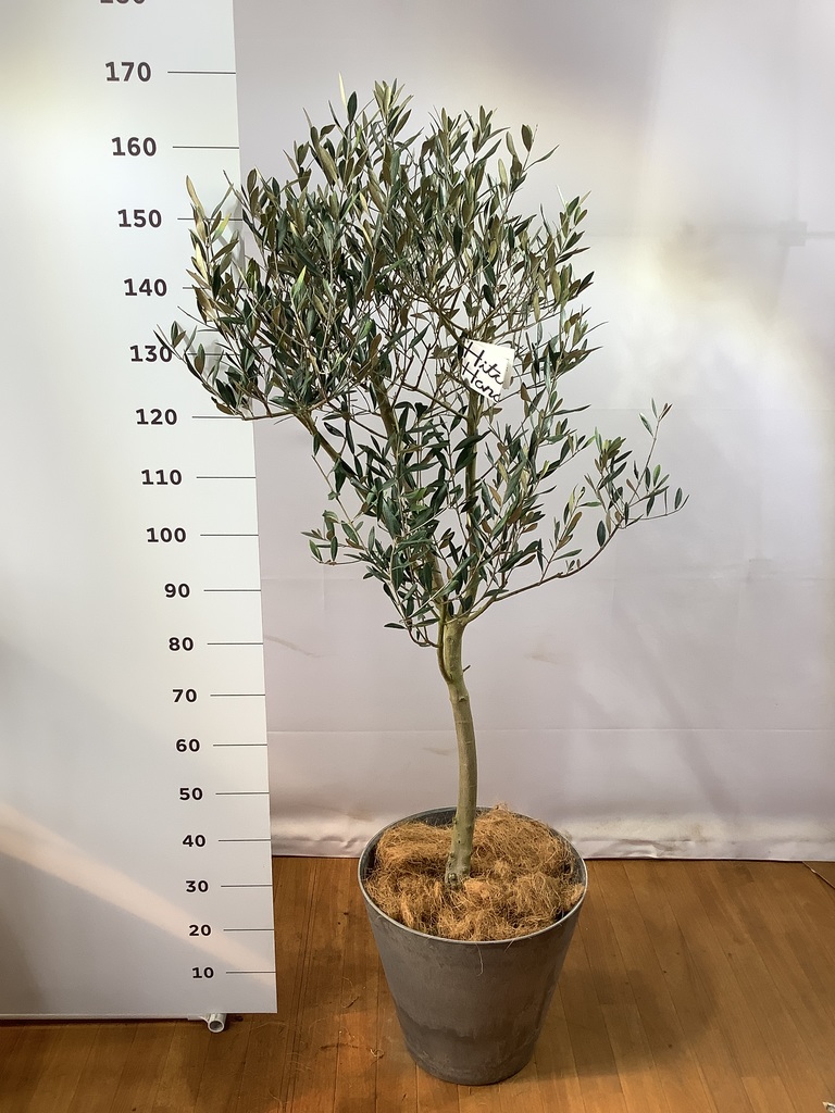 100%本物保証! オリーブの木 ミッション 専用40 - 植物/観葉植物 100%本物保証! オリーブの木 ミッション 専用40 - 植物/観葉植物
