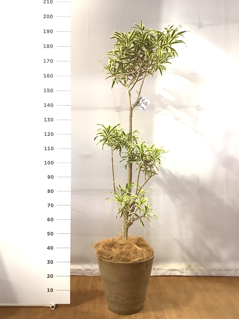 観葉植物 ドラセナ ソング オブ インディア 10号 プラスチック鉢