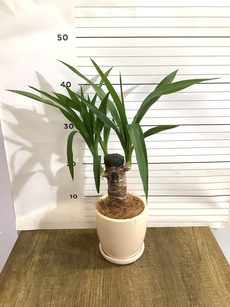 観葉植物 ユッカ 4号 ノーマル プラスチック鉢 | 観葉植物ならHitoHana