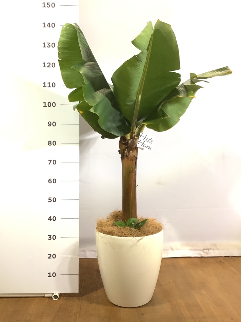 人気バナナの木 ◇観賞用◇