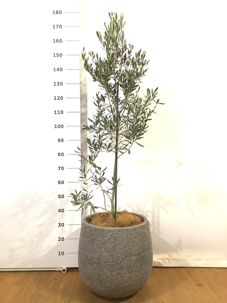 観葉植物 オリーブ 10号 チプレッシーノ エコストーンwhite 付き