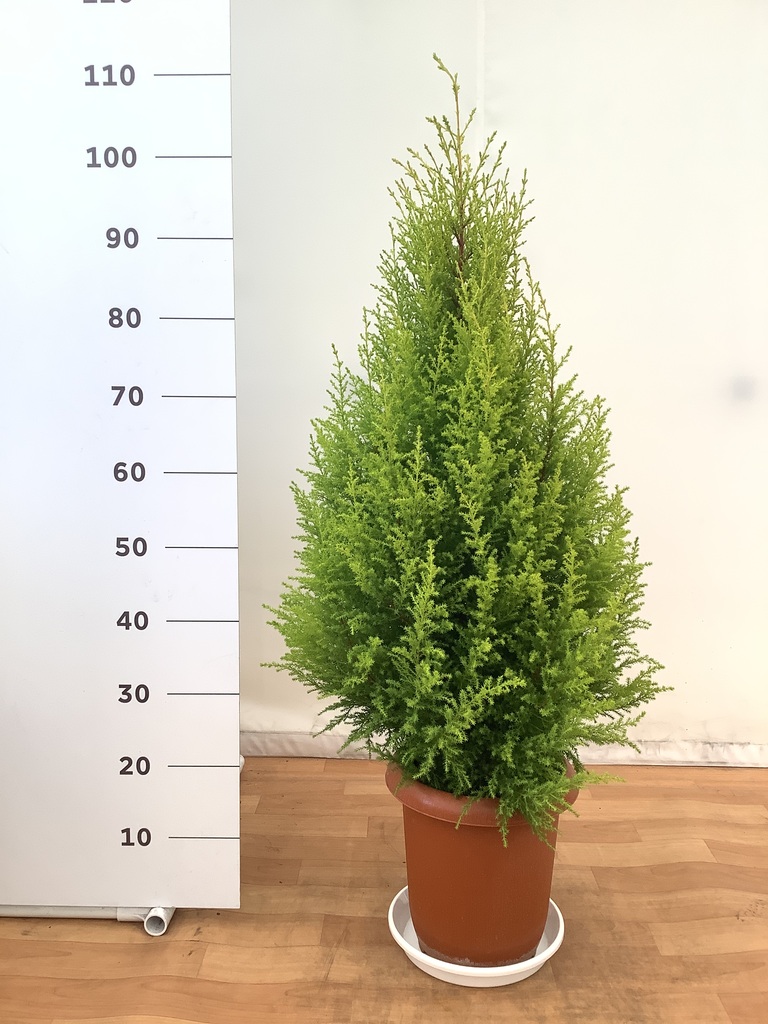 観葉植物 ゴールドクレスト8号 ノーマル プラスチック鉢 | 観葉