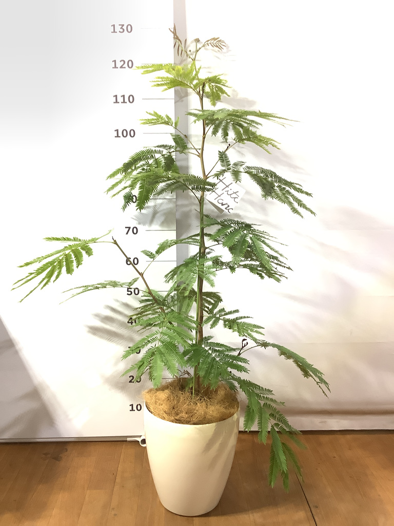 観葉植物 エバーフレッシュ 7号 ボサ造り プラスチック鉢 | 観葉植物