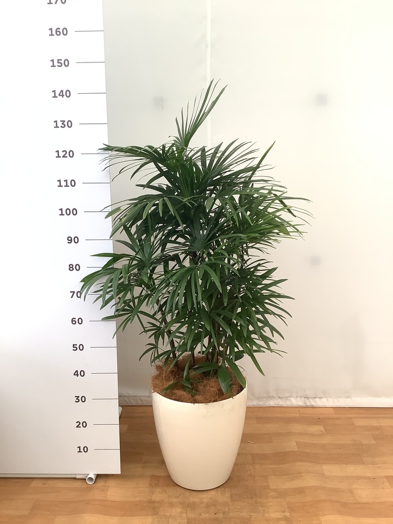 観葉植物 シュロチク（棕櫚竹） 10号 ベータ キューブプランター
