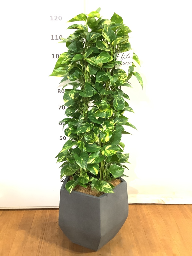 観葉植物 ポトス 8号 ファイバークレイ Gray 付き | 観葉植物なら