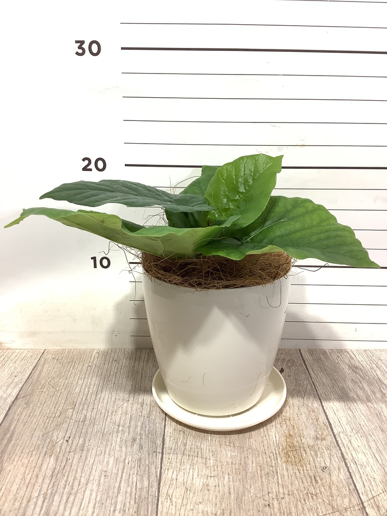 観葉植物 フィカス ウンベラータ 4号 ノーマル ピエドロベージュ M