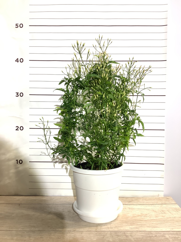 観葉植物 ハゴロモジャスミン 4号 プラスチック鉢 観葉植物ならhitohana ひとはな