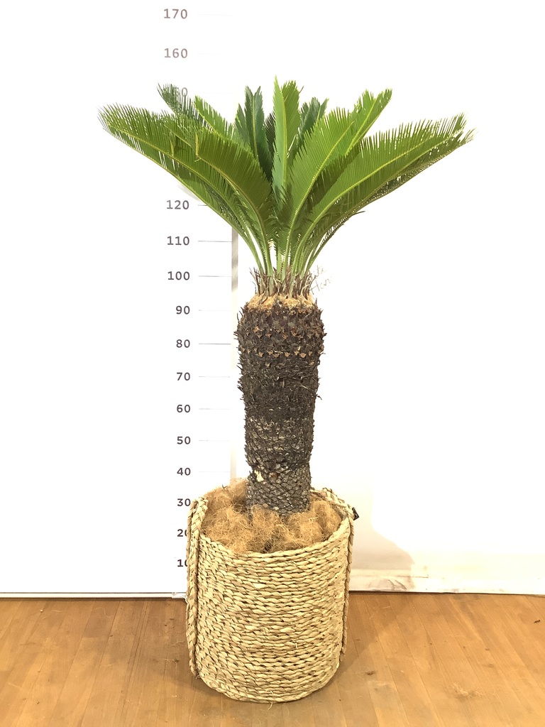 21c1e556-19d8-47af-ba98-