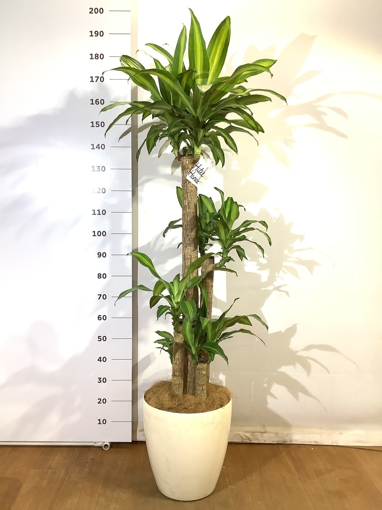 植木　ドラセナ（約3m80cm） 観葉植物 ドラセナ 幸福の木 10号 ノーマル ウッドプランター 付き