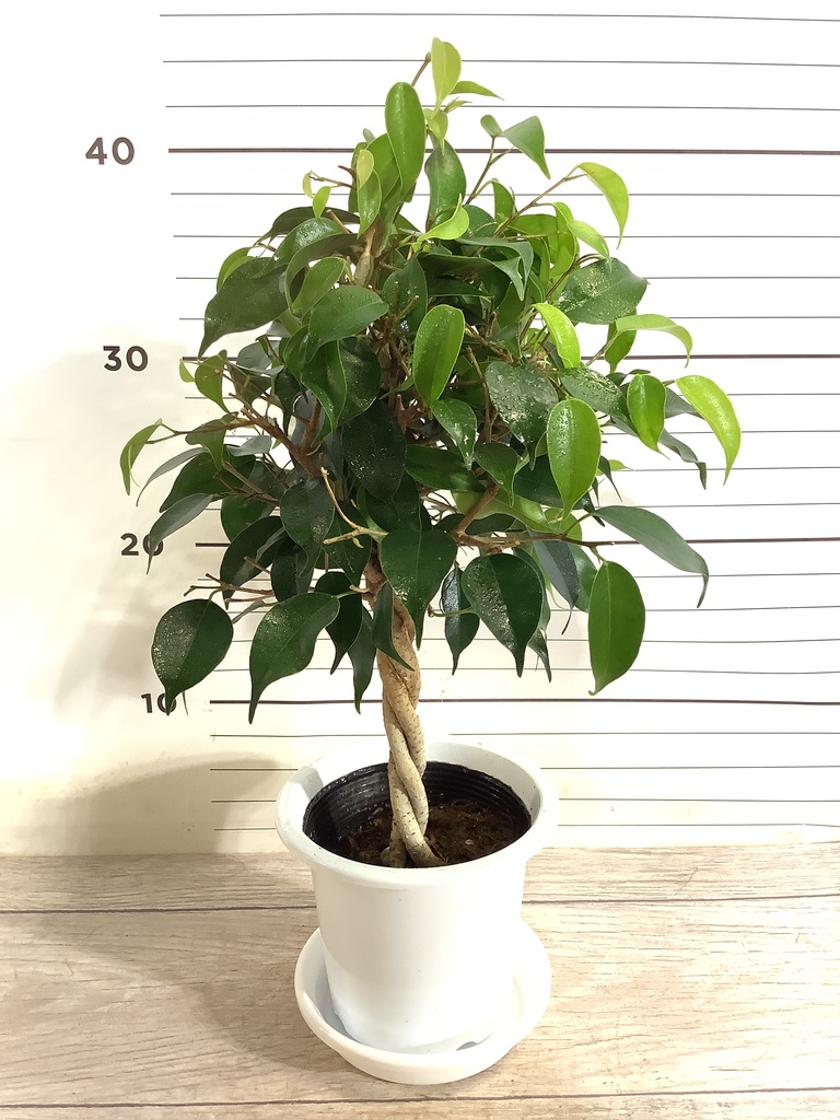 観葉植物 フィカス ベンジャミン 4号 玉造りプラスチック鉢 | 観葉植物ならHitoHana(ひとはな) 観葉植物 フィカス ベンジャミン 4号 玉造りプラスチック鉢 | 観葉植物ならHitoHana(ひとはな)