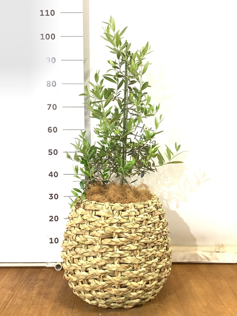 BOB　オリーブの木　アルベキナ　H1.8m(鉢底から) 観葉植物 オリーブ 8号 アルベキーナ プラスチック鉢 | 観葉植物なら