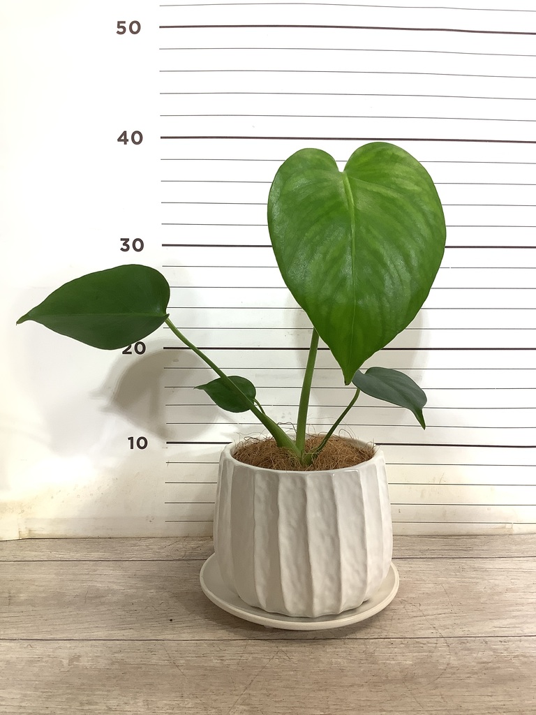 観葉植物 モンステラ 3号 ルーツ 11 K ブラック 付き | 観葉植物
