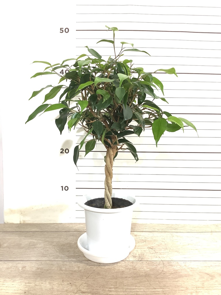 観葉植物 フィカス ベンジャミン 4号 玉造りプラスチック鉢 | 観葉植物ならHitoHana(ひとはな) 観葉植物 フィカス ベンジャミン 4号 玉造りプラスチック鉢 | 観葉植物ならHitoHana(ひとはな)