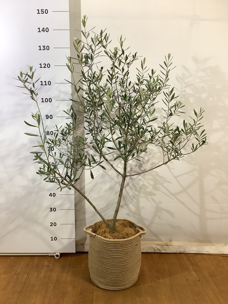 観葉植物 オリーブの木 8号 コラティーナ (コラチナ) リブバスケット