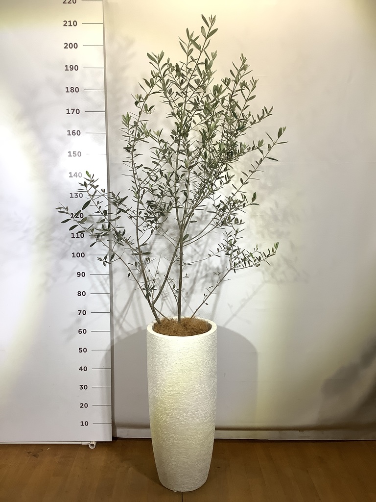 観葉植物 オリーブ 8号 ルッカ エディラウンド 黒 付き | 観葉植物なら
