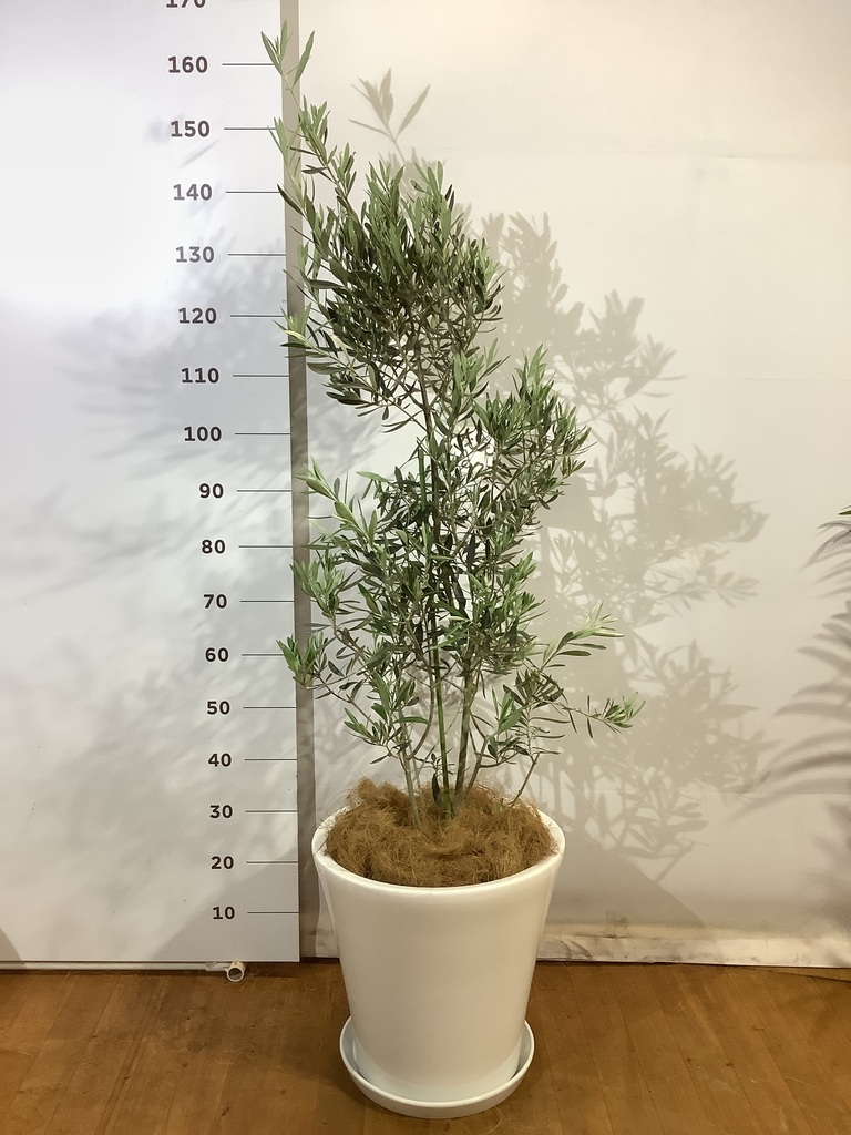 観葉植物 オリーブ 10号 チプレッシーノ エコストーンwhite 付き