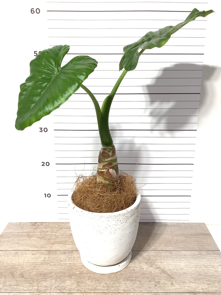 観葉植物 アロカシア 4号 オドラ（クワズイモ） クラッツ ウロ