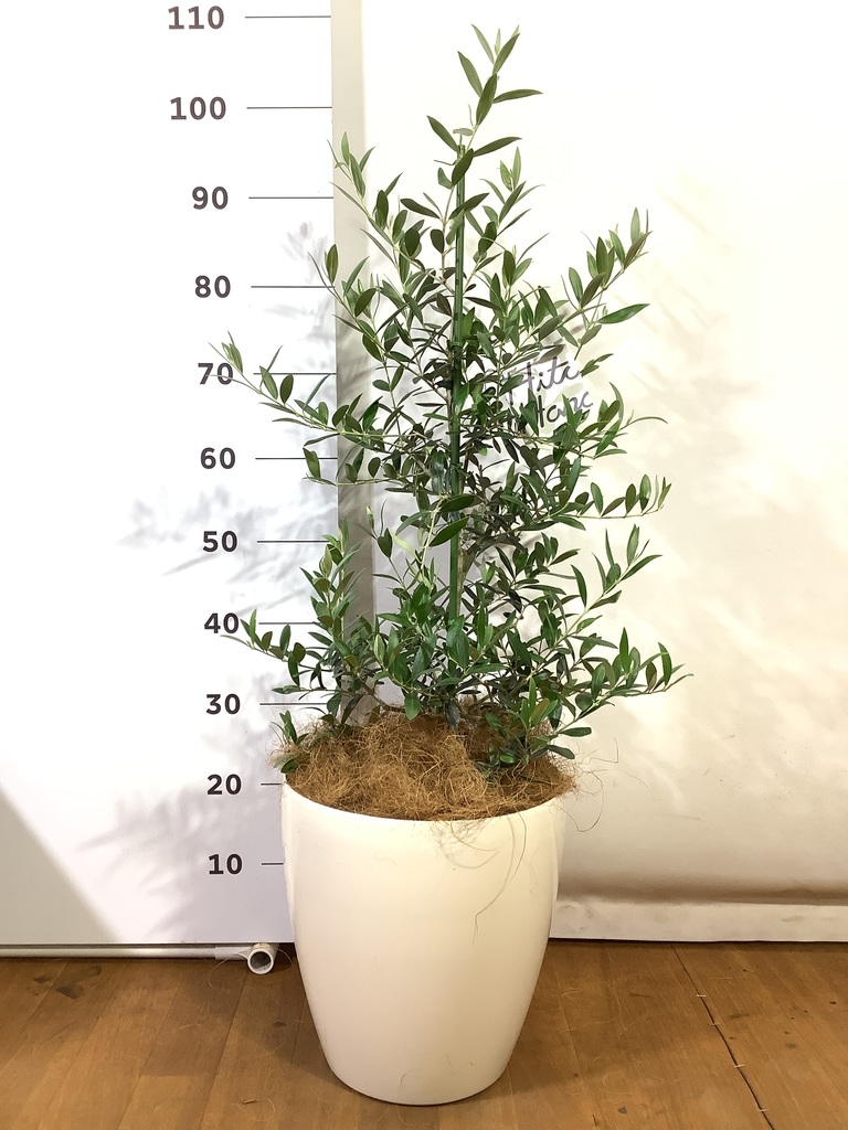 オリーブの木,植物/観葉植物アルベキーナ『花芽ギッシリ　約185㌢綺麗な樹形』 観葉植物 オリーブ 8号 アルベキーナ プラスチック鉢 | 観葉植物