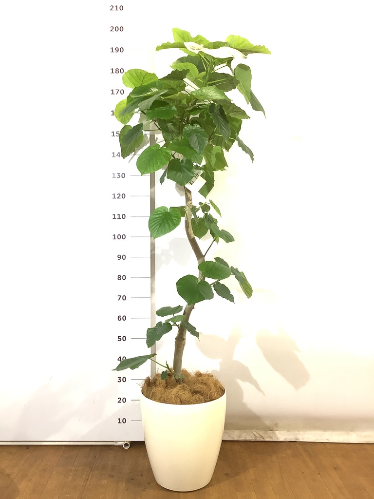 観葉植物 フィカス ウンベラータ 10号 曲がり ビアスアルトエッグ 白