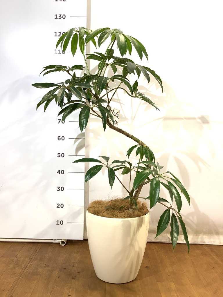 曲がりのツピタンサス約120センチ前後　8号　写真の商品 観葉植物 ツピダンサス 8号 曲がり ビアスソリッド ブラック