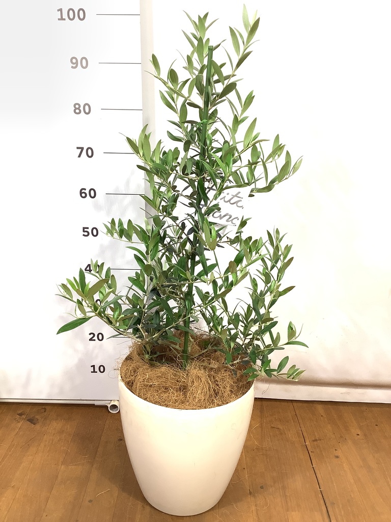 オリーブの木 形が良い 観葉植物 150センチ 10000円