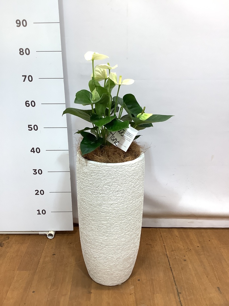 観葉植物 アンスリウム 6号 ホワイト プラスチック鉢 | 観葉植物なら