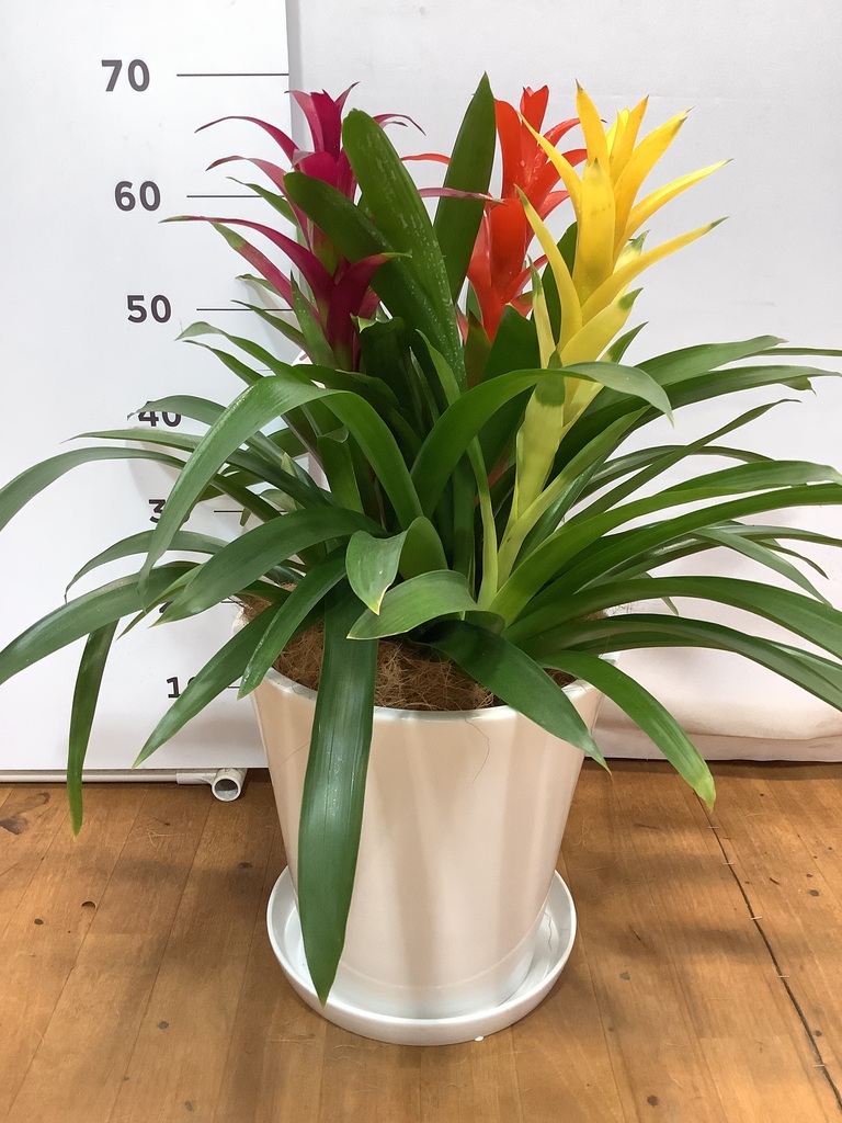 直売卸売 グズマニア３色セット 観葉植物 26e78f 直営の公式ショッピングサイト Pn Batam Go Id