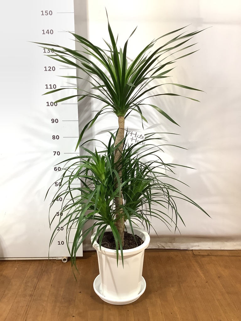 観葉植物 ドラセナ カンボジアーナ 10号 プラスチック鉢 | 観葉植物