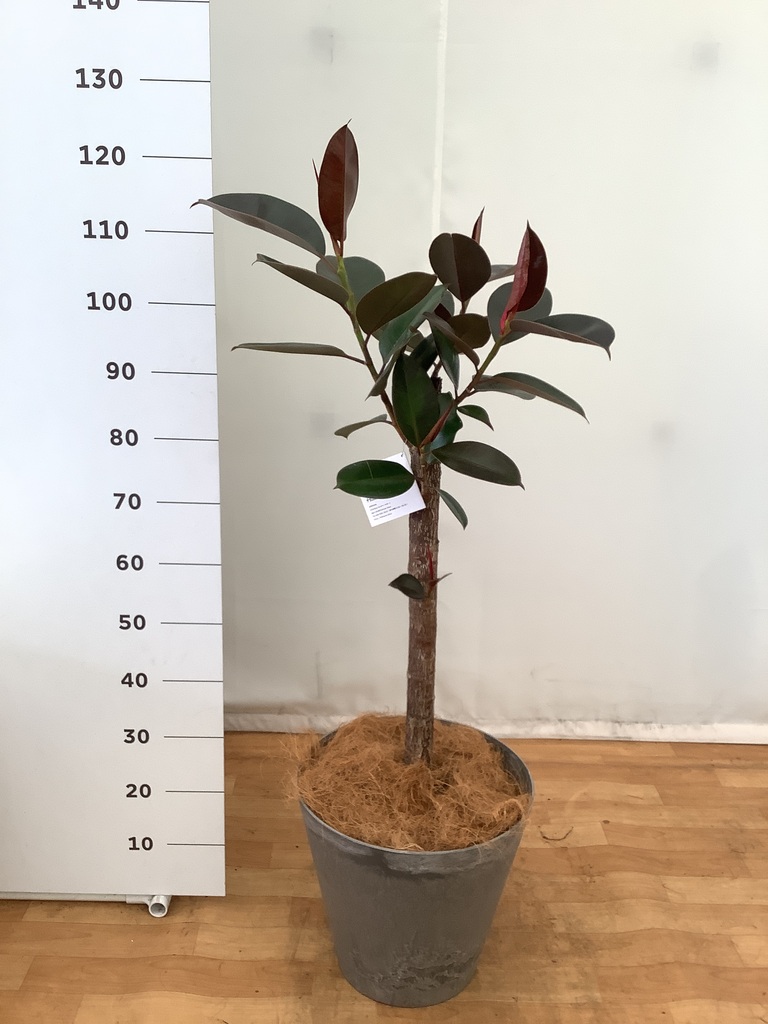 観葉植物 フィカス バーガンディ 8号 ノーマル アートストーン