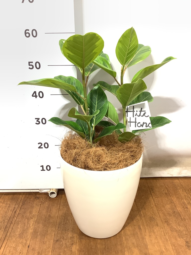 観葉植物 フィカス アルテシーマ 7号 ストレート プラスチック鉢
