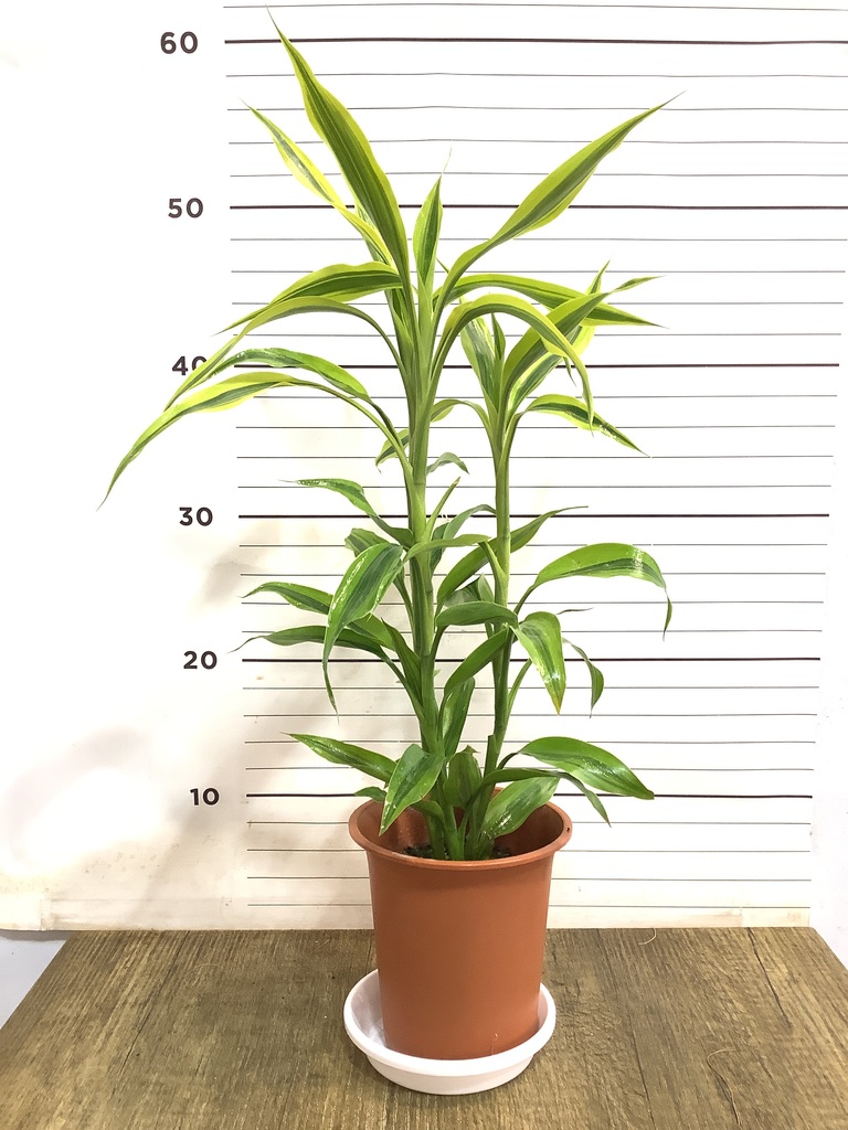 観葉植物 ドラセナ サンデリアーナ 4号 ゴールド プラスチック鉢