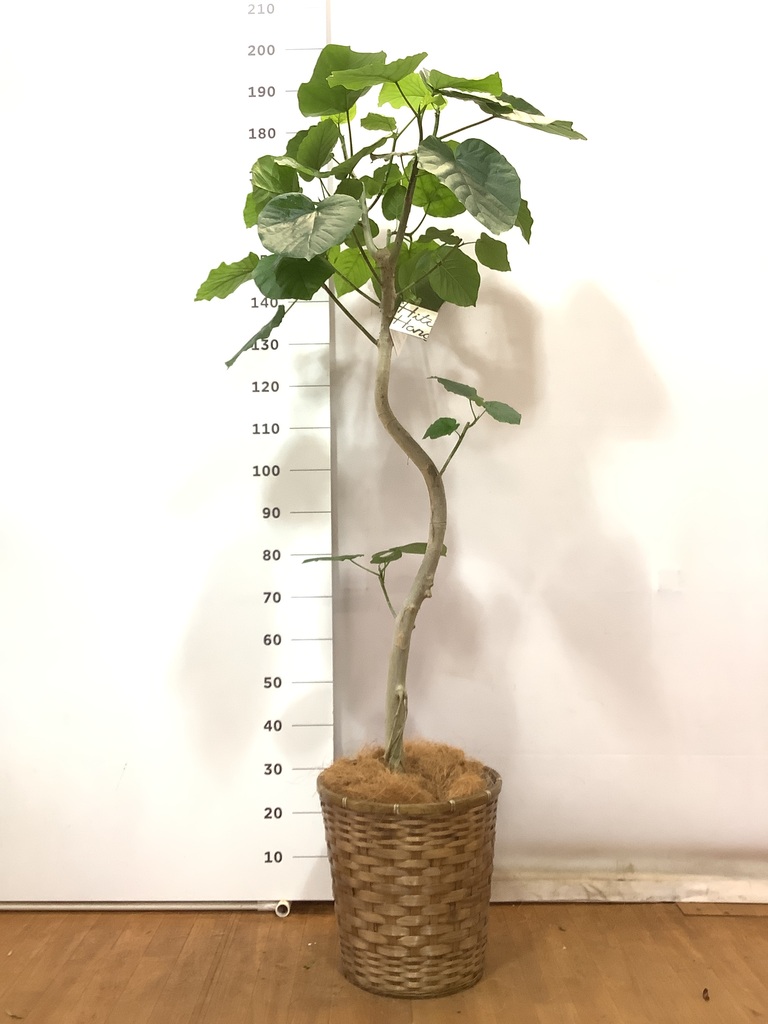 曲がりのフィカス.ウンベラータ　10号　180センチ　現品 観葉植物 フィカス ウンベラータ 10号 曲がり 竹バスケット 付き
