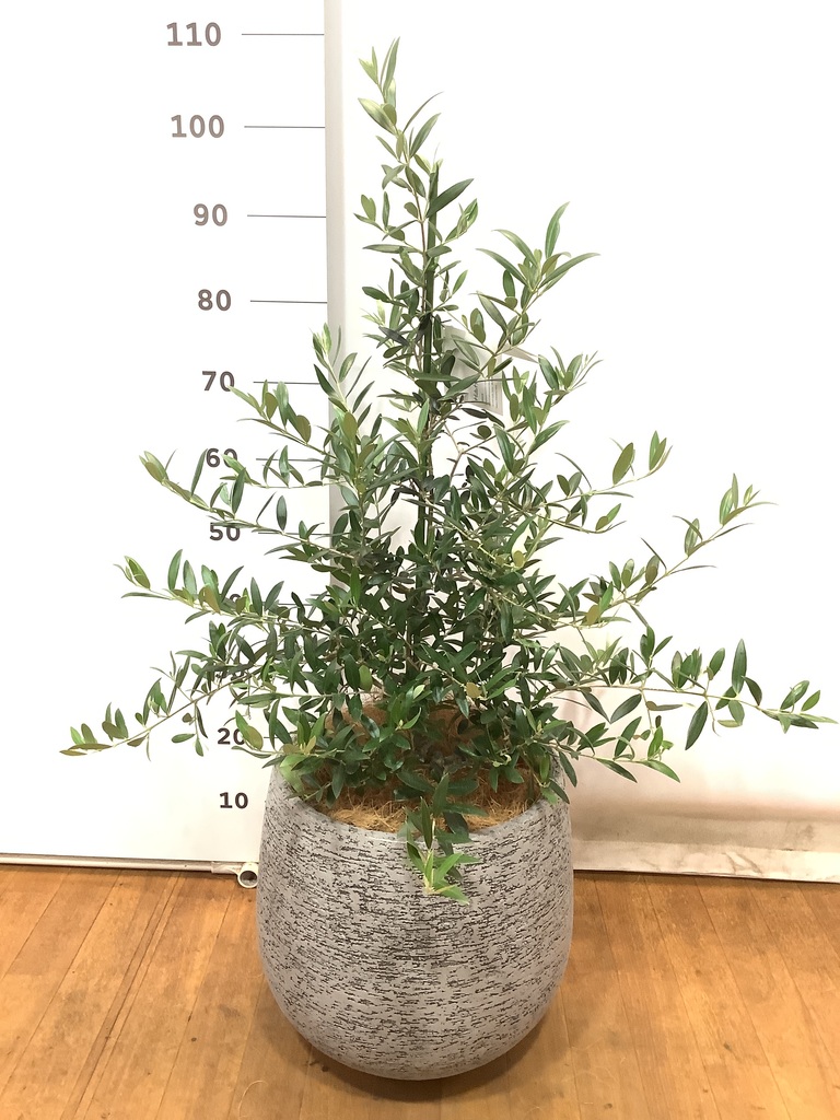 オリーブの木,植物/観葉植物アルベキーナ『花芽ギッシリ　約185㌢綺麗な樹形』 オリーブの木,植物/観葉植物アルベキーナ『花芽ギッシリ 約185