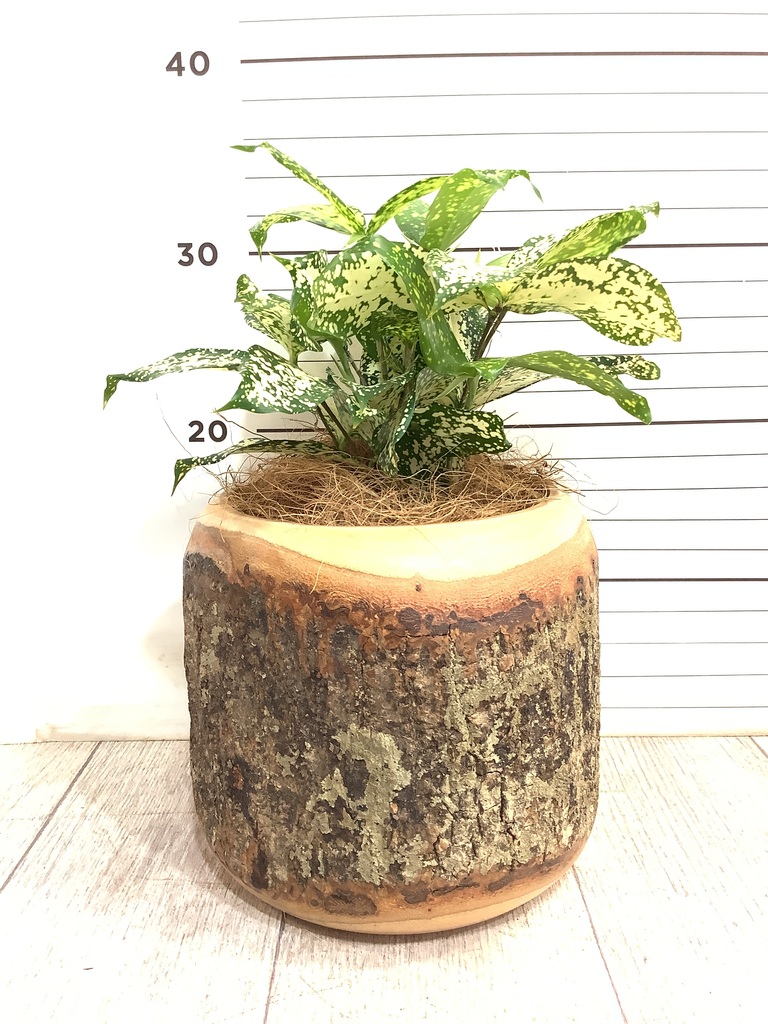 観葉植物 ドラセナ ゴッドセフィアーナ 4号 Mango Wood(マンゴー