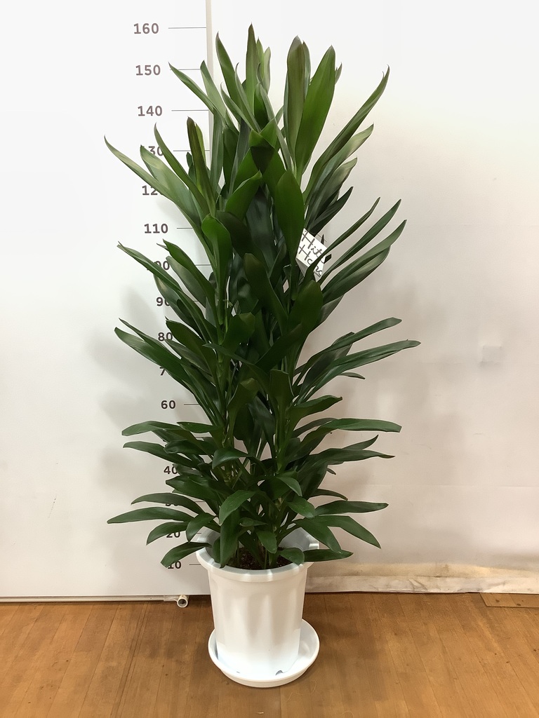 観葉植物 ドラセナ グローカル 10号 プラスチック鉢 | 観葉植物なら