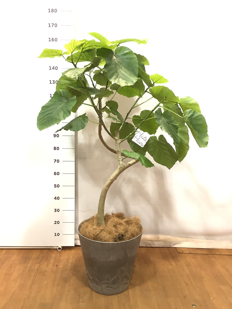 観葉植物 フィカス ウンベラータ 10号 曲がり アートストーン ラウンド