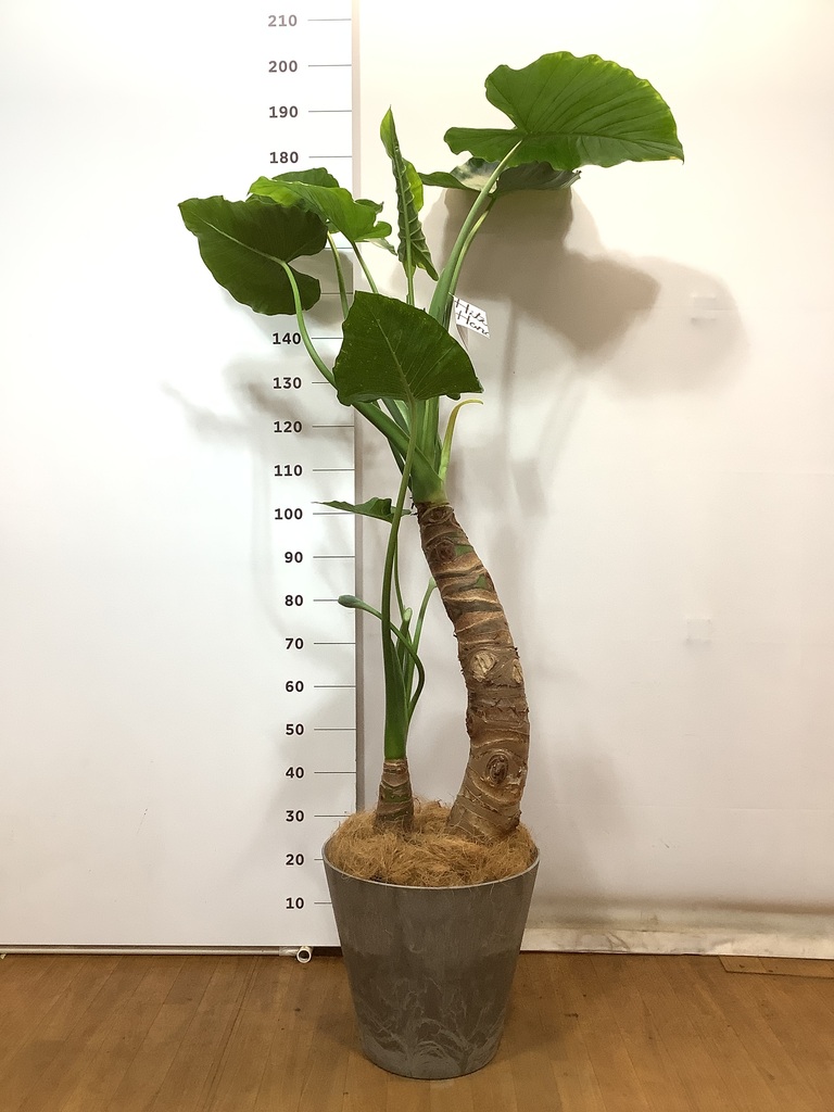 観葉植物 アロカシア 10号 オドラ（クワズイモ） ファイバー