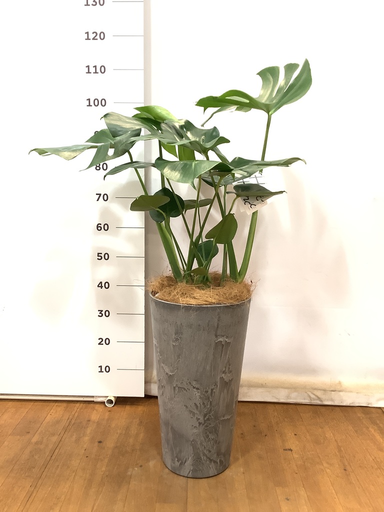 観葉植物 モンステラ 8号 ボサ造り アートストーン トールラウンド