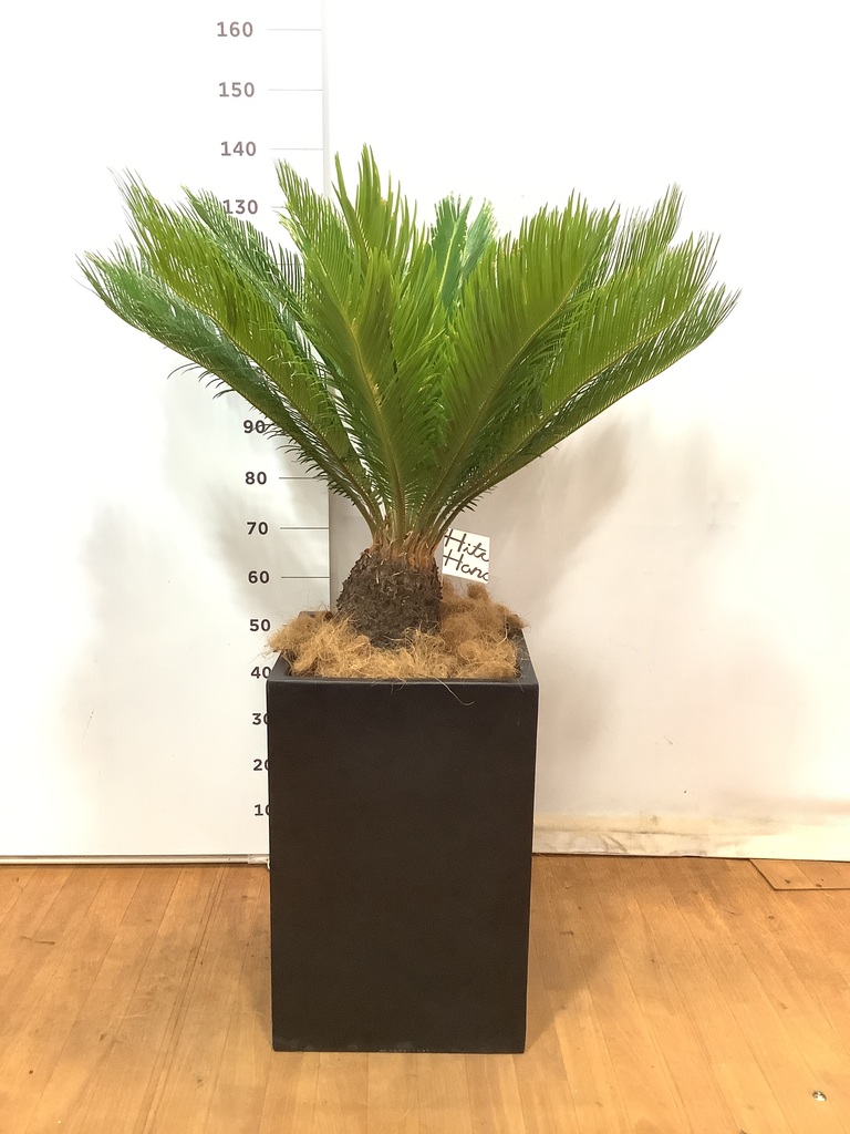A*9様 ドラセナ　約120cm ソテツの寄せ植え付き ソテツ7号サイズ/盆栽、多肉植物、塊根植物、観葉植物通販