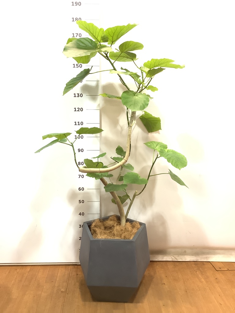 y*i様 ウンベラータ　曲がり　観葉植物　約110センチ　3 フィカス ウンベラータ 曲がり | 観葉植物通販 HitoHana（ひとはな）