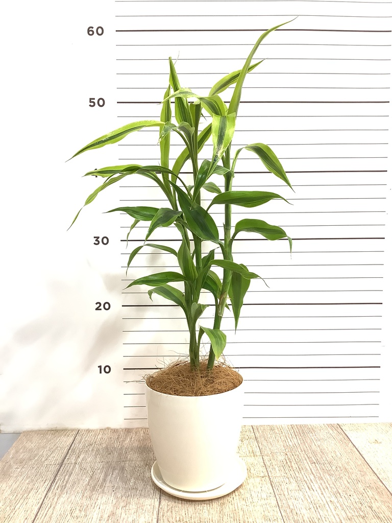 観葉植物 ドラセナ サンデリアーナ ゴールド4号 ラスターポット 付き 観葉植物ならhitohana ひとはな