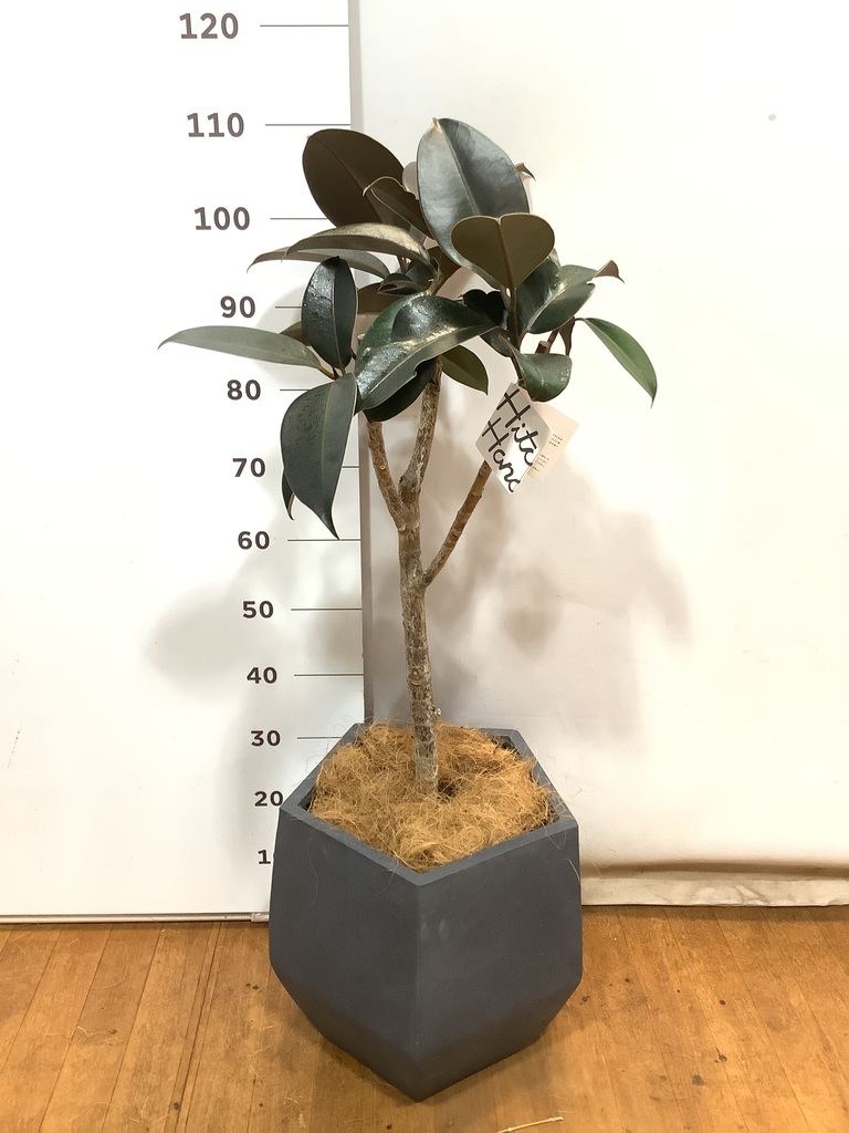 フィカス 観葉植物 観葉植物 フィカス バーガンディ 8号 ノーマル プラスチック鉢