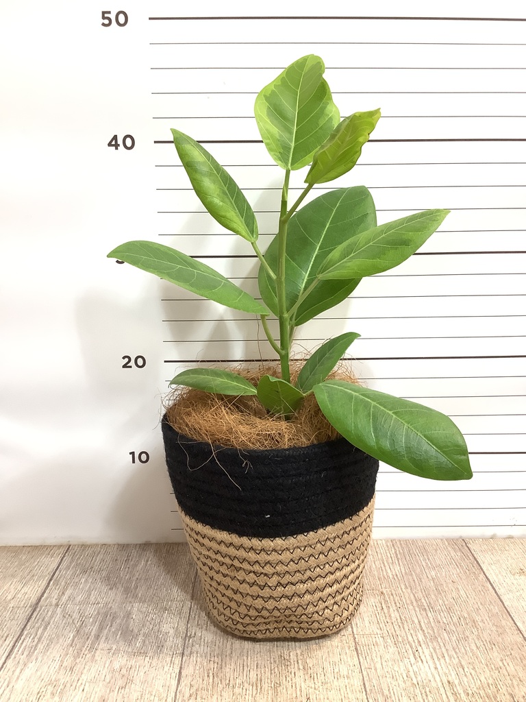 観葉植物 フィカス アルテシーマ 4号 ストレート プラスチック鉢