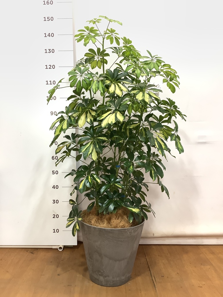 観葉植物 カポック（シェフレラ） 8号 斑入り アートストーン
