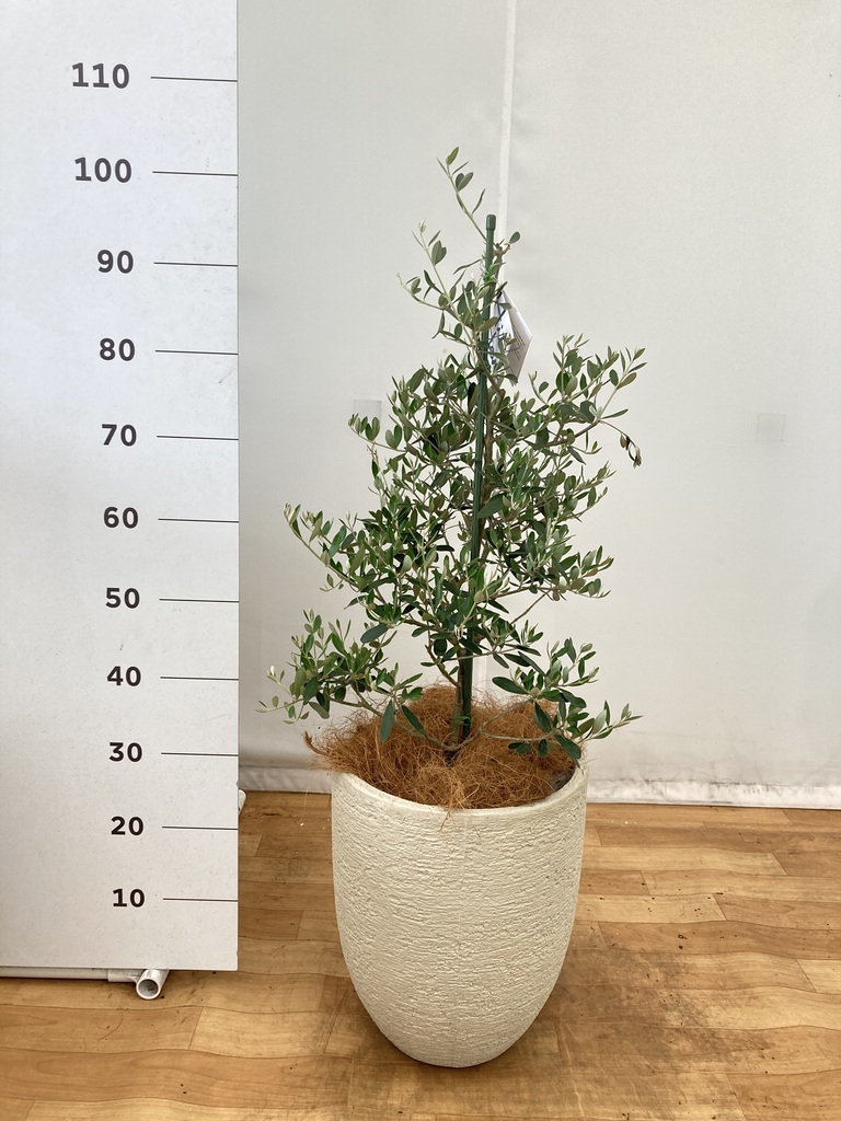観葉植物 オリーブ 8号 コロネイキ ラッシュバスケット 付き