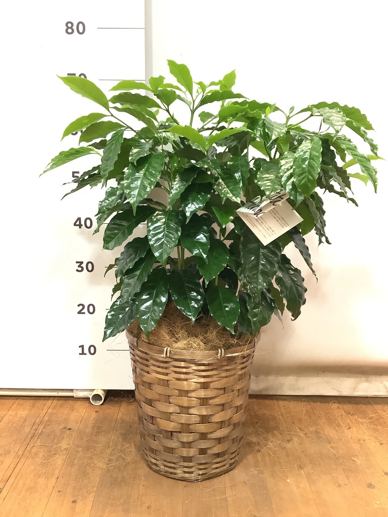 観葉植物 コーヒーの木 7号 プラスチック鉢 | 観葉植物ならHitoHana