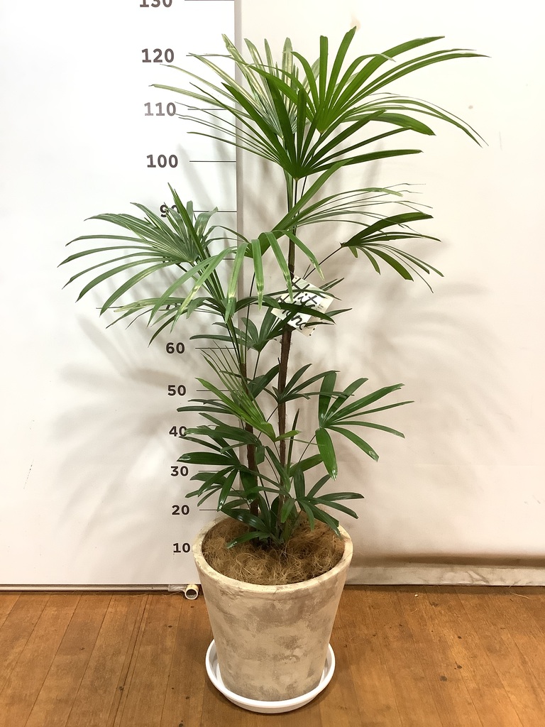 観葉植物 シュロチク（棕櫚竹） 8号 プラスチック鉢 | 観葉植物