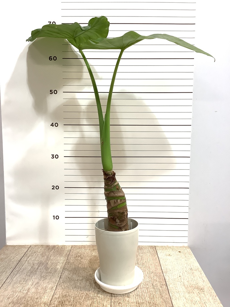 観葉植物 アロカシア 4号 オドラ（クワズイモ） エッシ 16 R